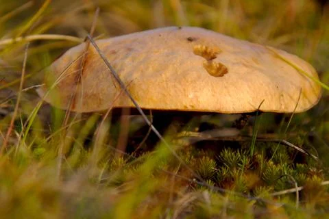Low mushroom in the grass Stock Photos