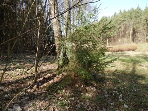 Low old spruce tree against the background of a forest landscape. Foto stock