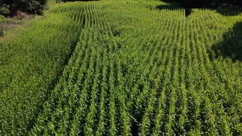 Low Over Corn Field Keene  8-4-26 Stock Footage 341640931
