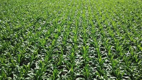 Low over the corn Stock Footage 94305390