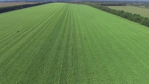 Low over field. Fly over green grass. Aerial view Stock Footage 87394698