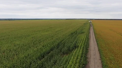 Low over field. Fly over green grass. Aerial view Video stock 88218776