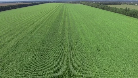 Low over field. Fly over green grass. Aerial view Video stock 89411784