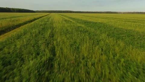 Low over the green field. Flying on a copter. Forest in the background. Green Stock Footage 145491310
