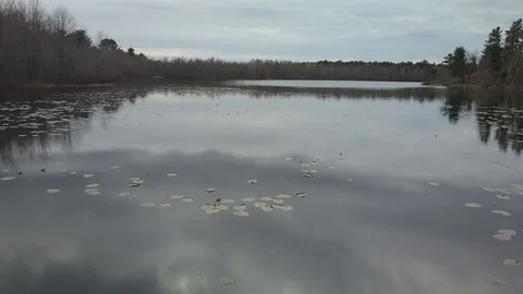 Low over lilly pads Stock Footage 86476140