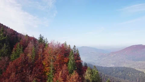 Low overflight over trees in mixed forest,colourful trees in autumn, deciduous 動画素材 237370665