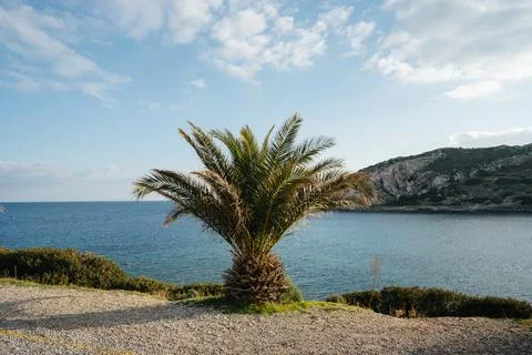 Low palm tree against the backdrop of a sea bay Stock Photos