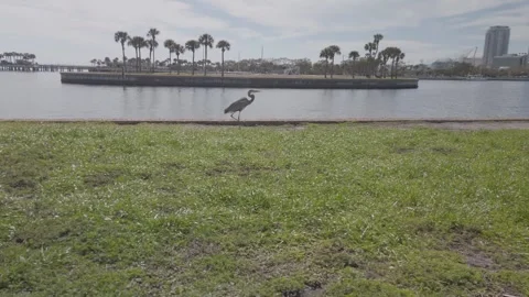 Low Pan follow left to right over grass of a blue heron walking beside seawall Stock Footage 264114327