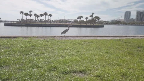 Low Pan follow left to right over grass of a blue heron walking beside seawall Stock Footage 264114359