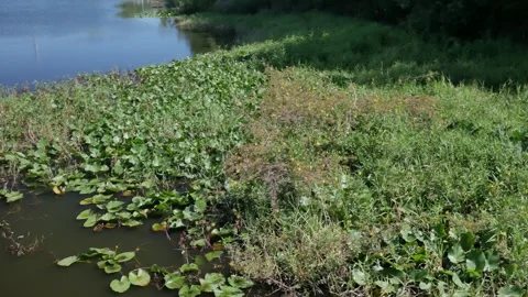 Low pan left to right with lake at Booker Creek Park to a water canal and small Video stock 273957385