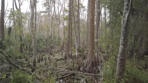 Low pan left to right shot wide angle of cypress trees Stock Footage 256230595