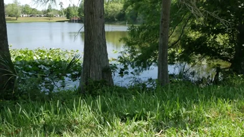 Low pan right to left with cypress trees in front and lake at Booker Creek Park Stock Footage 273957354