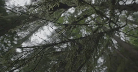 Low pan of tree moss looking up handheld Stock Footage 137538013