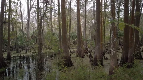 Low pan walk left to right shot wide angle of cypress trees Stock Footage 256231086