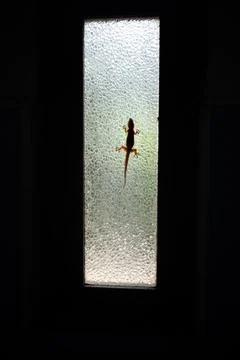 Low part body of lizard looking from transparent window. Stock Photos