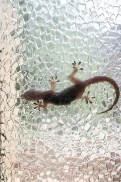 Low part body of lizard looking from transparent window. Stock Photos