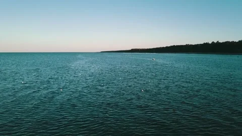 A low-pass above flock of seagull Stock Footage 146702113
