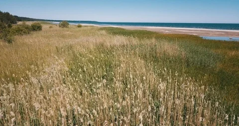 Low pass above green grass growing on sandy coast Stock Footage 90758204