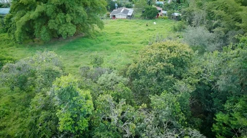 Low Pass Above Native Trees Toward Pasture and Farmstead Video stock 316794639
