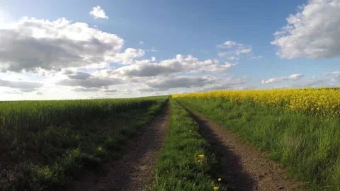 Low pass flying backwards on blossomed mustard field , aerial drone shot. Stock Footage 140382067