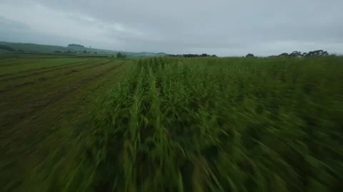 Low pass over corn fields 動画素材 255615548
