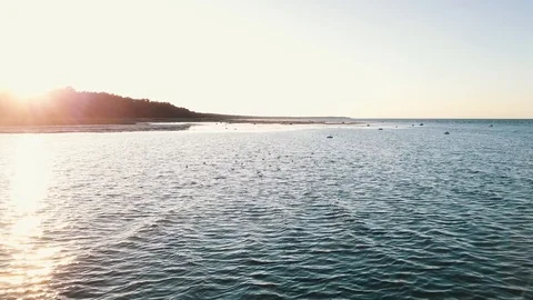 Low pass over flock of seagulls resting on shallow water of Riga gulf on sunset Stock Footage 90758297