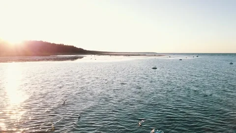 A low-pass over the flock of seagulls Stock Footage 146700877