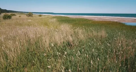 A low-pass over thickets of reeds Stock Footage 146700610