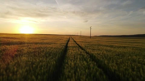 Low Pass Sunset FPV Flight Over Field Green Yellow Track Follow Agriculture Stock-Footage 289576768