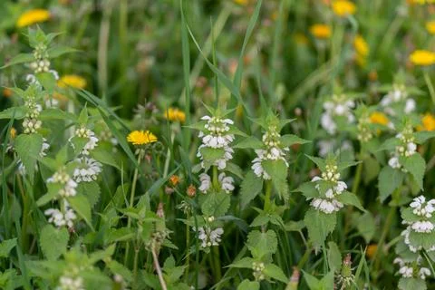 Low patch of nectar rich white flowers, dense cluster provides forage corri.. Stock Photos
