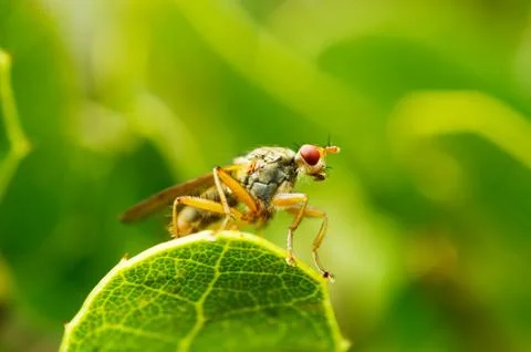 Low perpective of fly over green - Scathophaga sp. Stock Photos