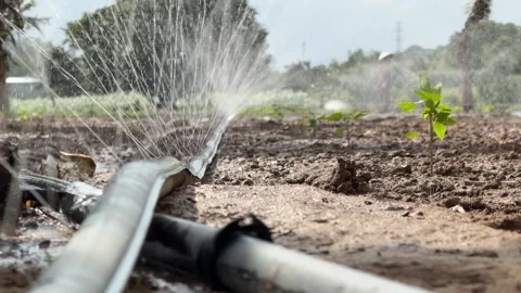 A low perspective highlights irrigation water spraying across soil beds, with Stock Footage 329277553