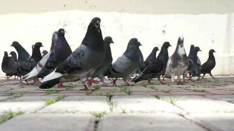 Low Perspective Pigeons Eating Corn Stock Footage 10821627