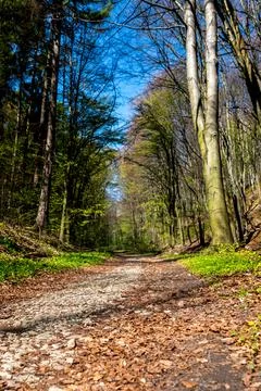 Low perspective of a rocky path running through a green forest Foto stock