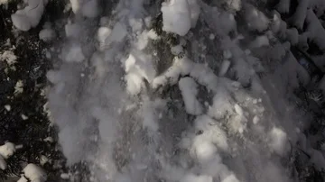 Low pine branch with massive snow cover, shaking off in winter sunny forest. Stock Footage 86042781