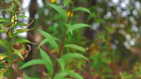 Low point of view camera moving above grass covered in fallen leaves Stock Footage 56400097