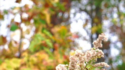 Low point of view camera moving above grass covered in fallen leaves Stock Footage 56402785