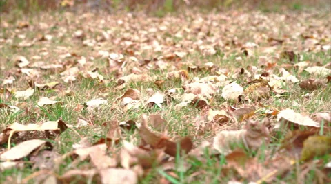 Low point of view camera moving above grass covered in fallen leaves Stock Footage 56432957