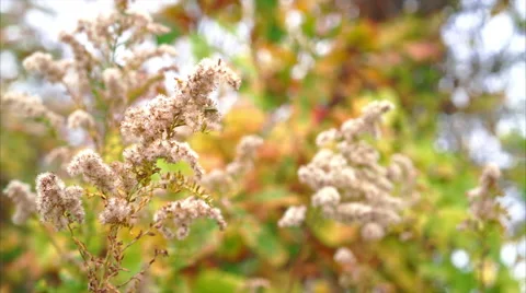 Low point of view camera moving above grass covered in fallen leaves Stock Footage 56433615