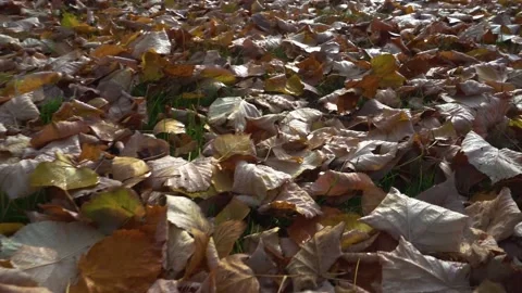 Low point of view. Close up of Autumn leaves in a park Stock Footage 170515870