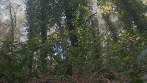 Low point of view of a forest floor with wild plants, ivy and green pines Stock Footage 138744564