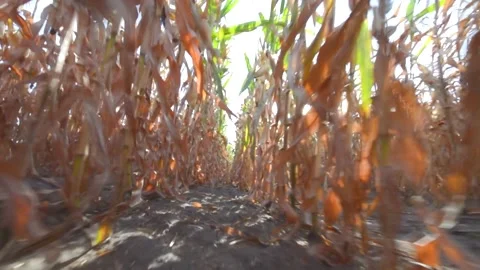Low point wide angle view at maize field motion along rows just over soil Stock Footage 139609581