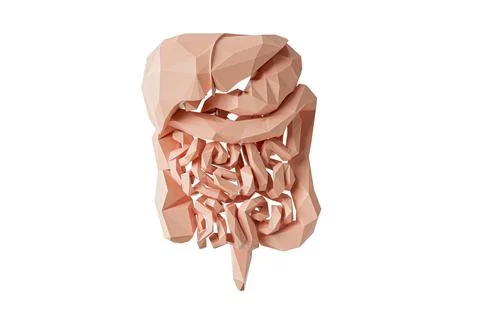 Low poly 3d illustration of human digestive system isolated on white Illustrazione stock