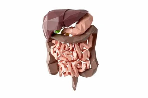 Low poly 3d illustration of human digestive system isolated on white Stock Illustration