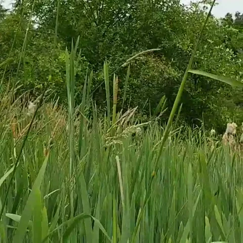 Low POV Grass Blowing in Wind Along Lakeshore Stock Footage 229524751