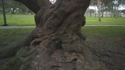 Low push in shot of  Large Twisted oak tree trunk with roots in foreground Stock Footage 257030634