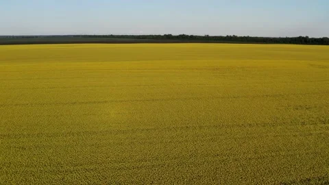 Low quadcopter flight over a field of yellow flowering rapeseed. Stock Footage 166203783