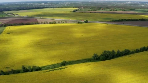 Low quadcopter flight over a field of yellow flowering rapeseed. 스톡 동영상 166504073