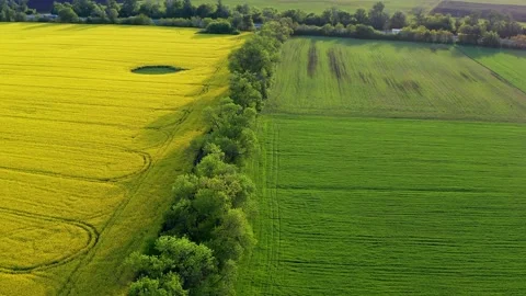 Low quadcopter flight over a field of yellow flowering rapeseed. Green field. Stock-Footage 168476955