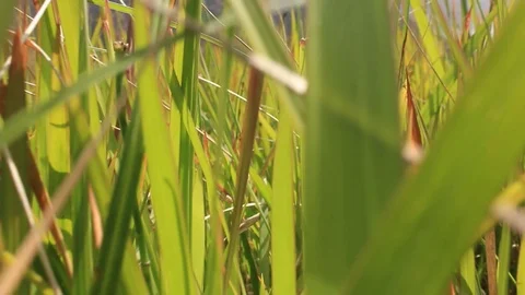 Low reveal mountain grass field nature shot. move through grass on mountain Stock Footage 119464076